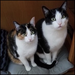 2 cats sitting next to each other; calico and tuxedo